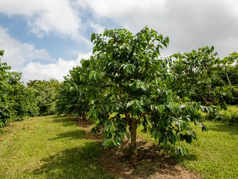 Rows of coffee trees on a Kona coffee farm