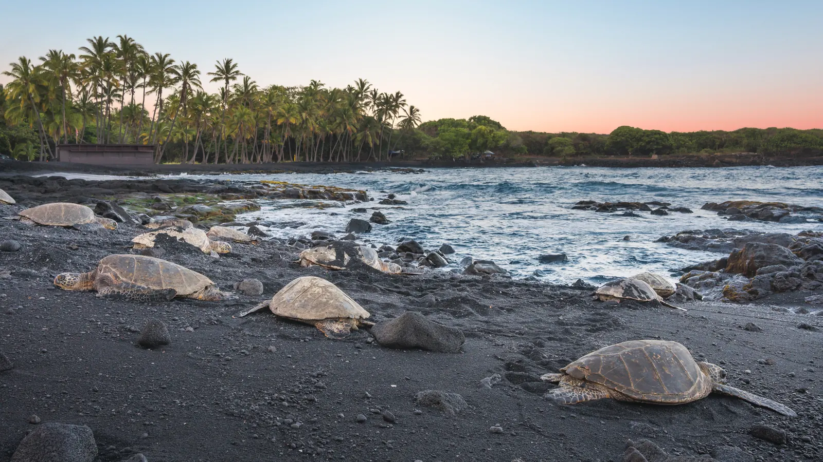 Green sea turtles resting on the black sand at Punaluʻu Beach at dusk, a standard stop on circle island tours