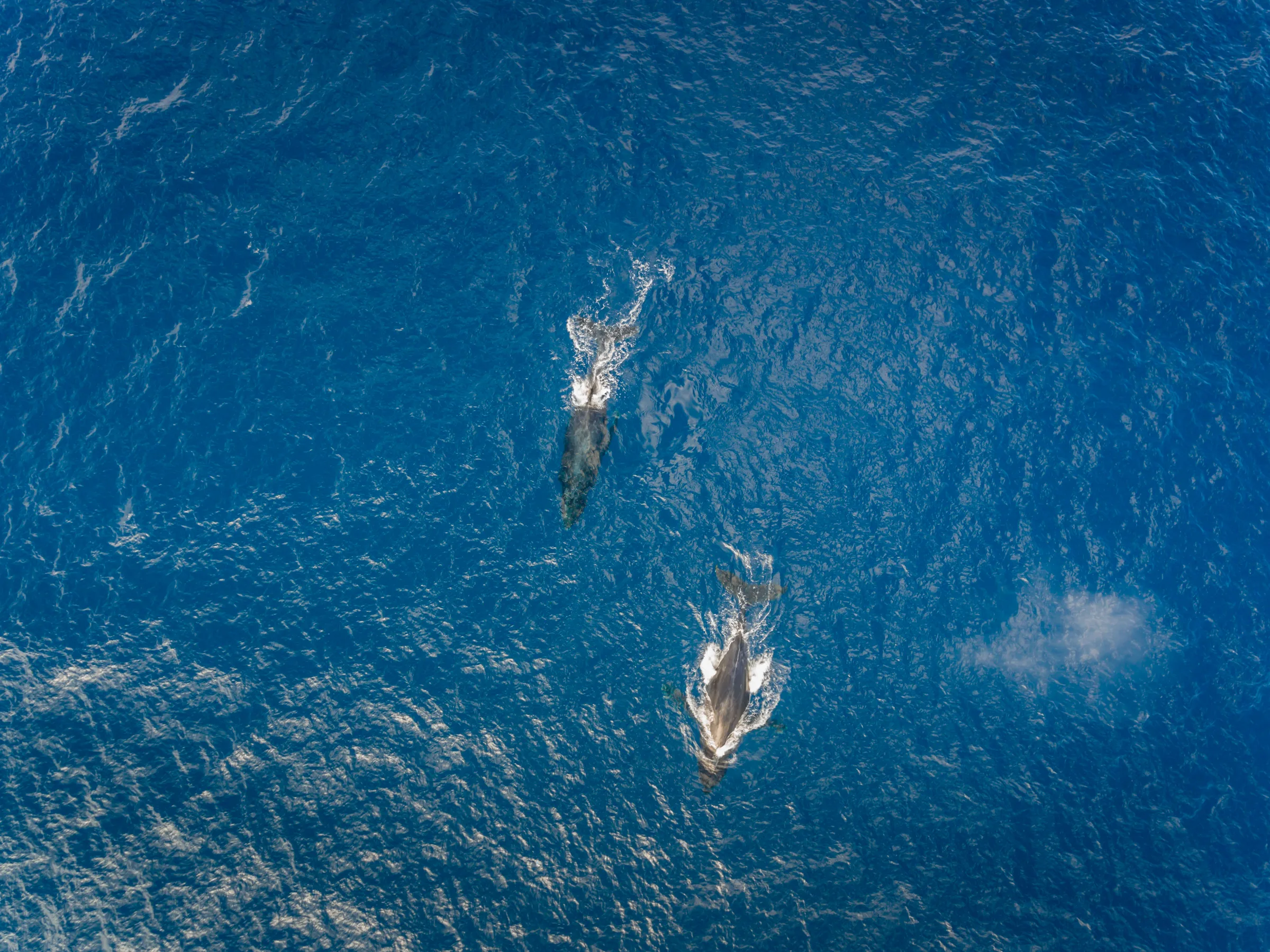 Aerial view of two humpback whales swimming in deep blue water