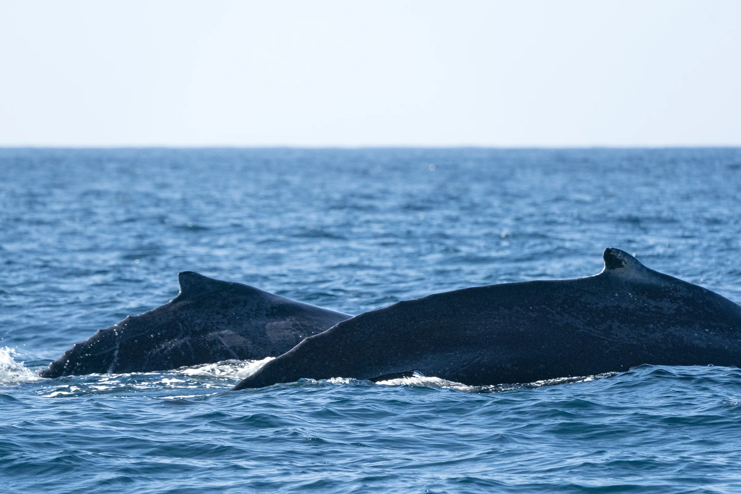 Humpback mother and calf surfacing side by side