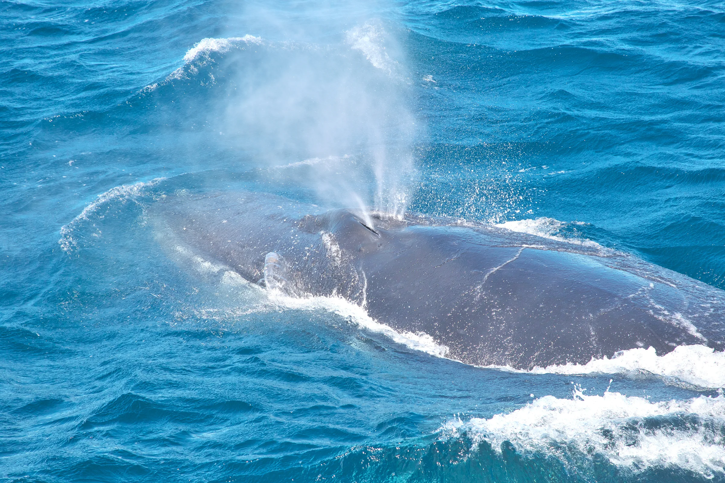 Humpback whale blowing a spout as it surfaces in rough blue water