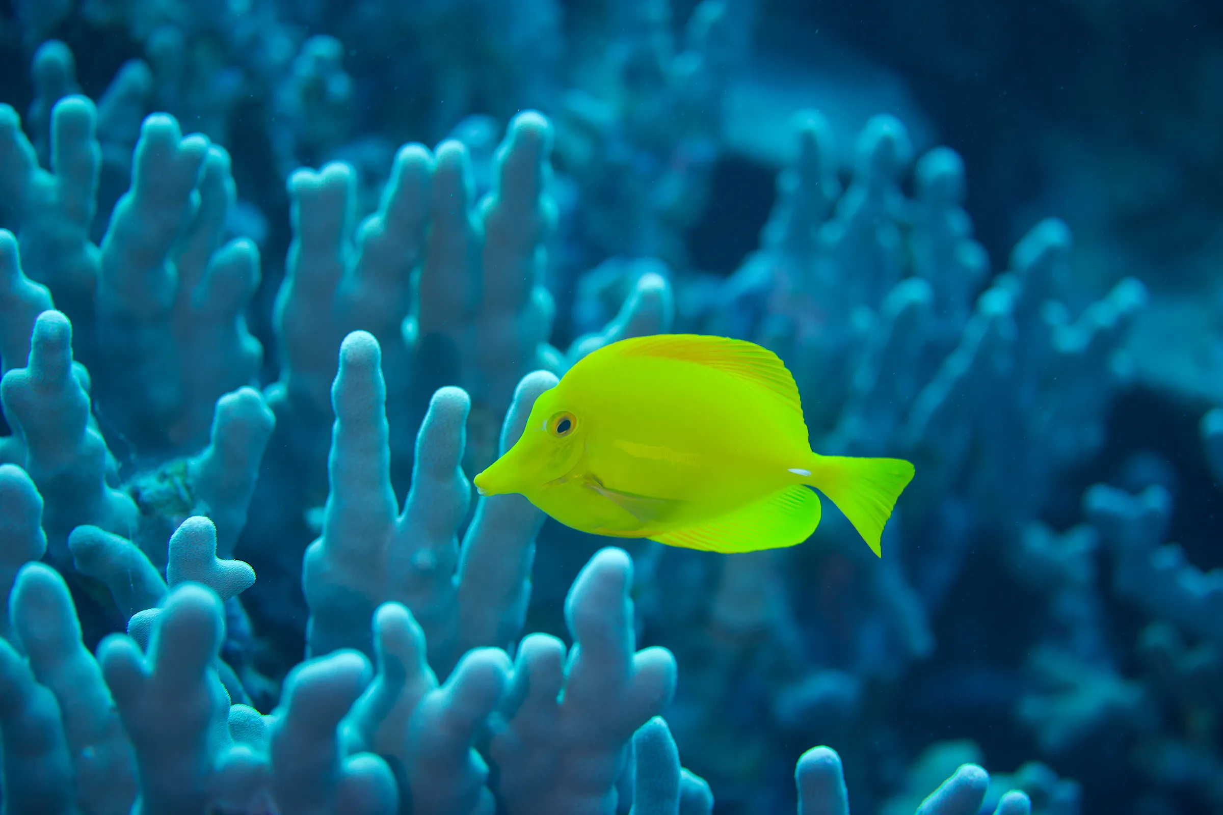 Bright yellow tang swimming past finger coral