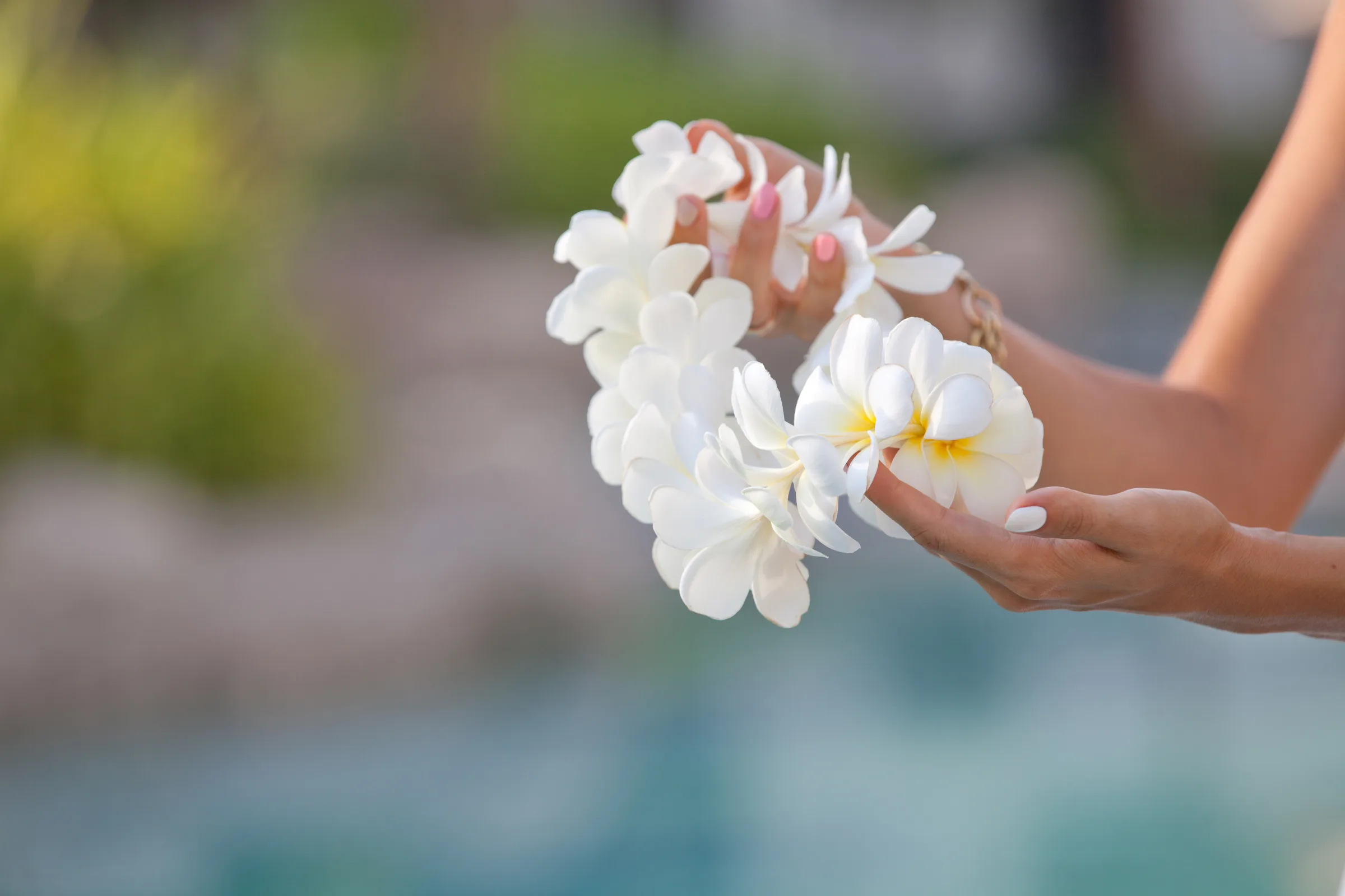 Hands offering a white plumeria lei
