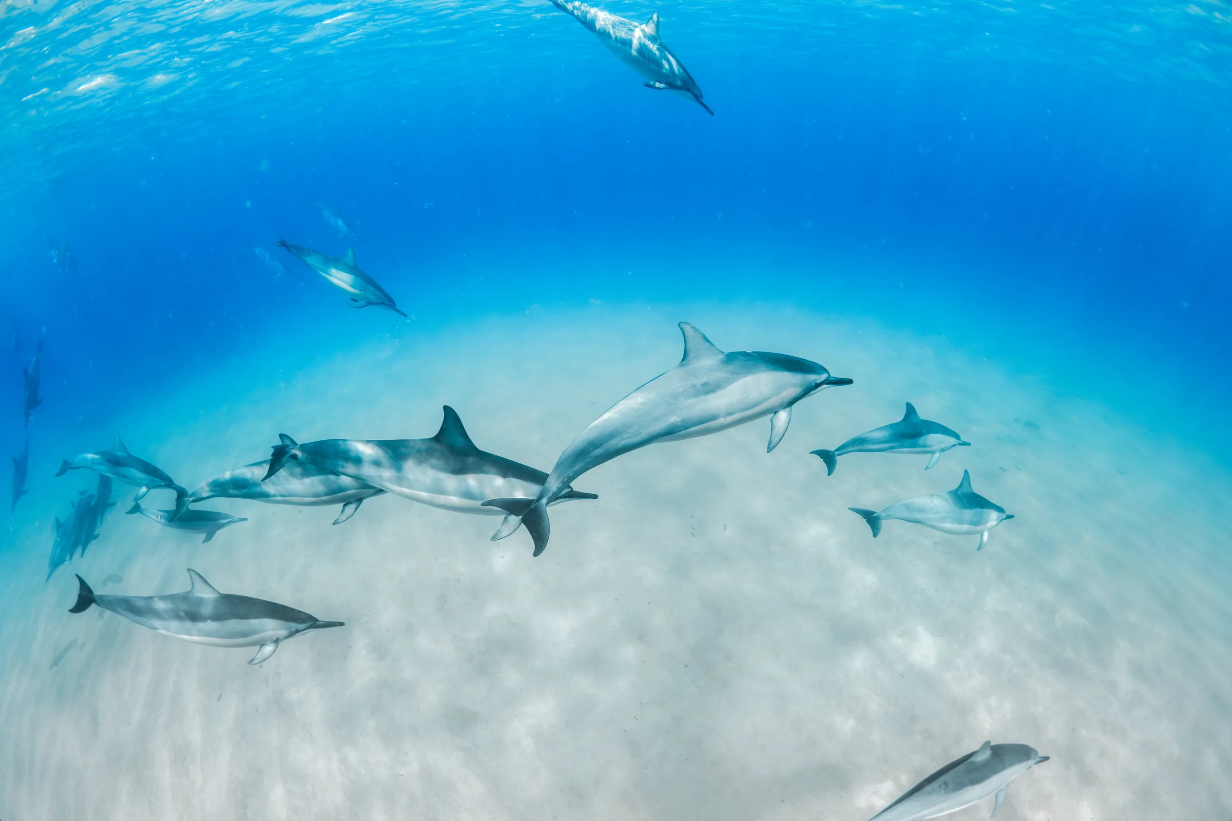Pod of spinner dolphins swimming over a white sand bottom