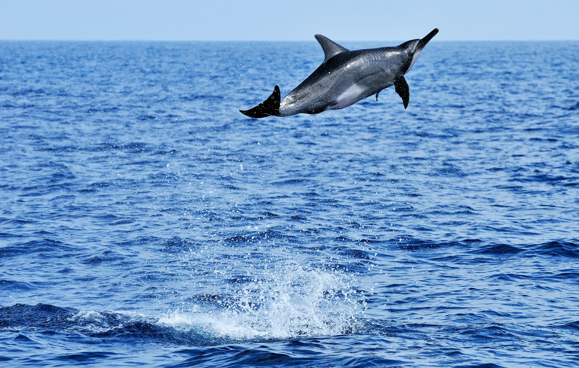Spinner dolphin spinning in midair above the ocean