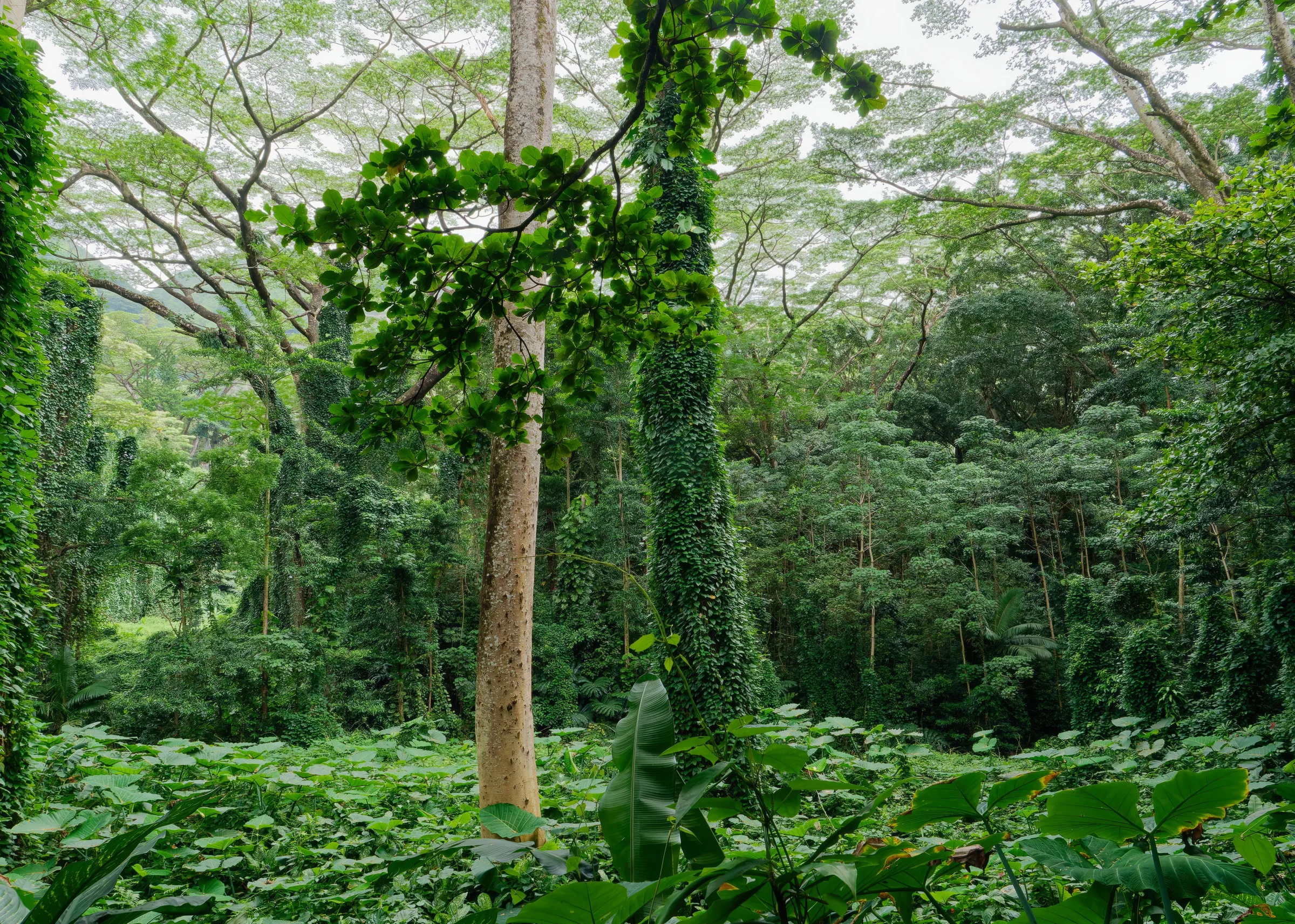 Tall rainforest trees draped in vines above a green forest floor