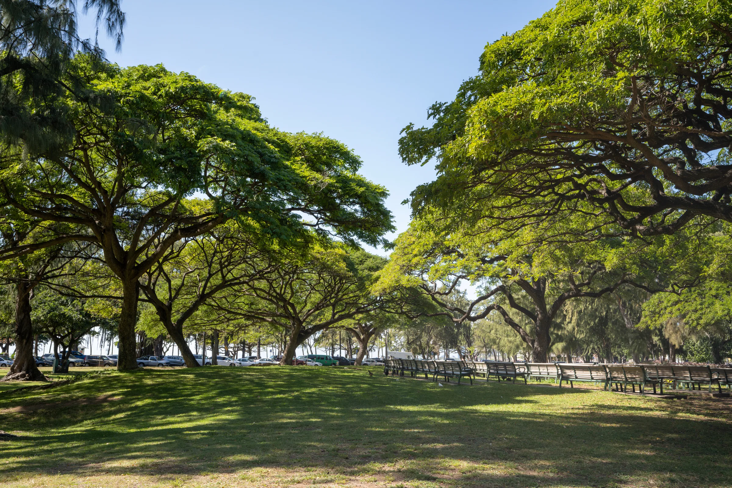 Wide shady lawn under large monkeypod trees with rows of picnic tables