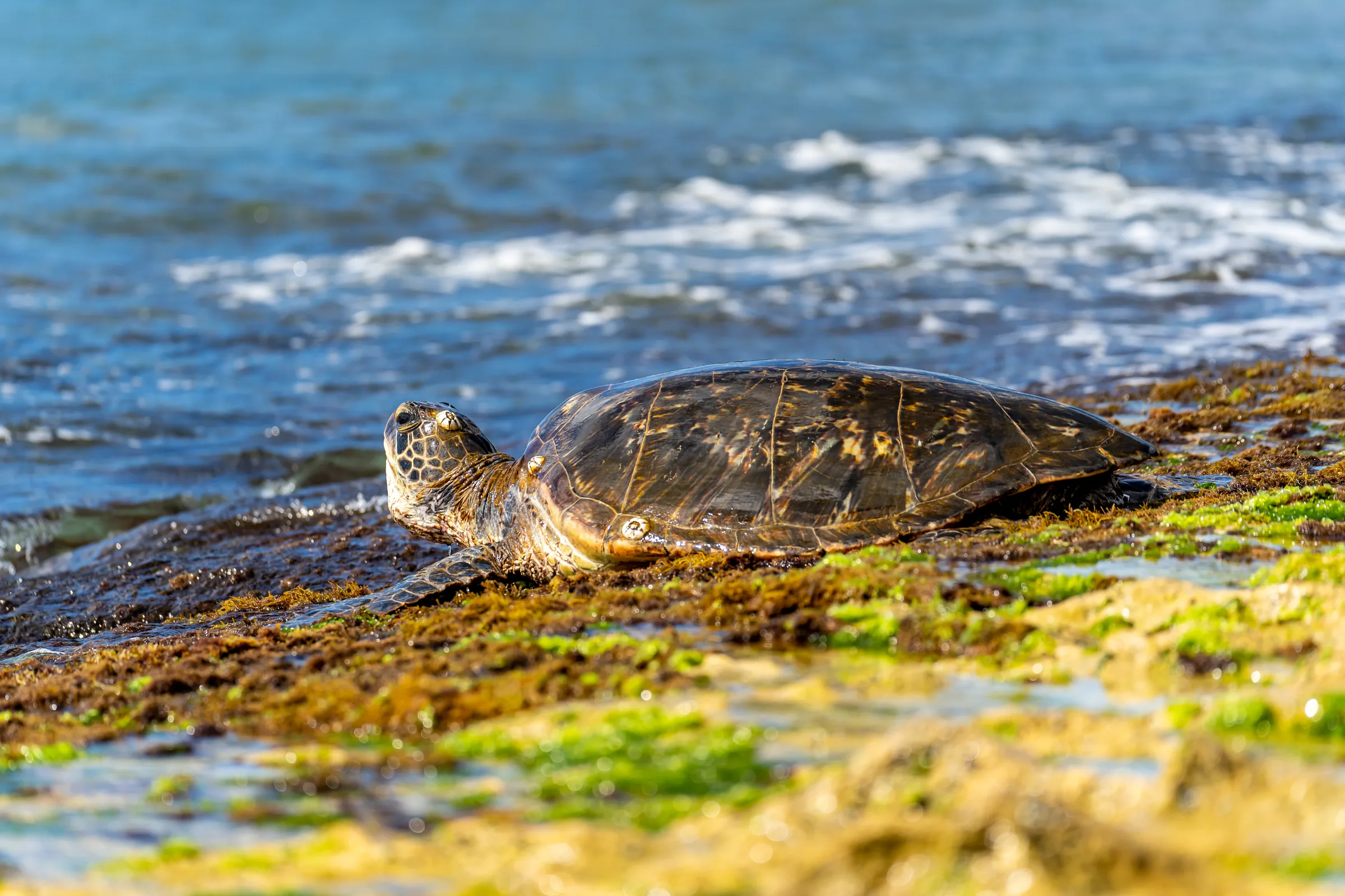 Green sea turtle basking on algae-covered rocks at the water's edge