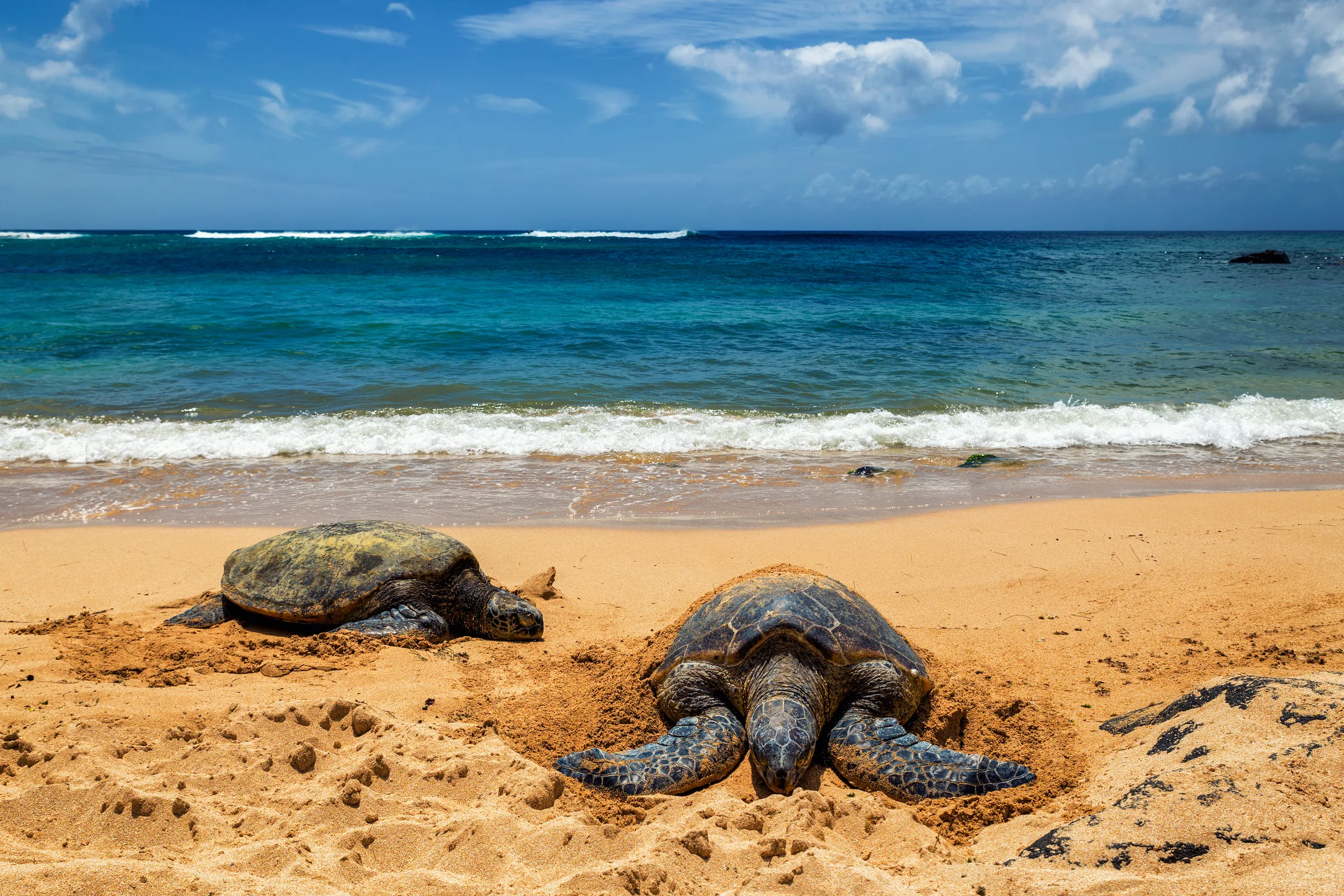 Laniakea Beach (Turtle Beach)